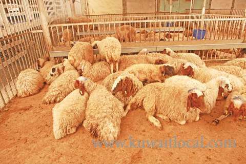 market-witnesses-remarkable-stability-in-price-of-sheep_kuwait