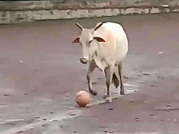 cow-in-india-plays-football-breaks-the-internet_kuwait
