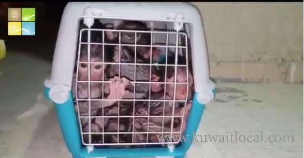 gcc-national-was-detained-for-attempting-to-smuggle-a-pelican-and-20-monkeys_kuwait