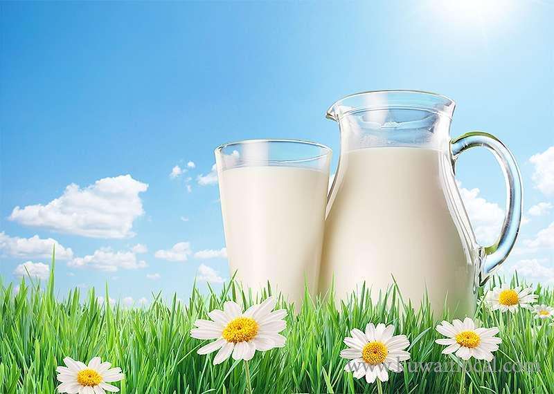 total-milk-production-during-the-past-year-reached-392-tons_kuwait