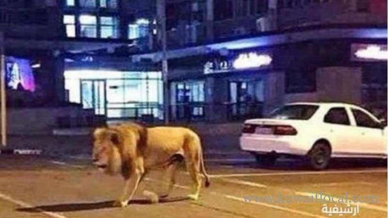 saudi-authorities-arrested-a-man-for-walking-with-a-lion-at-jeddah-road_kuwait
