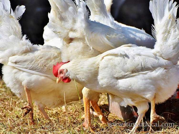 ban-on-poultry-products-from-iran-and-india-lifted_kuwait