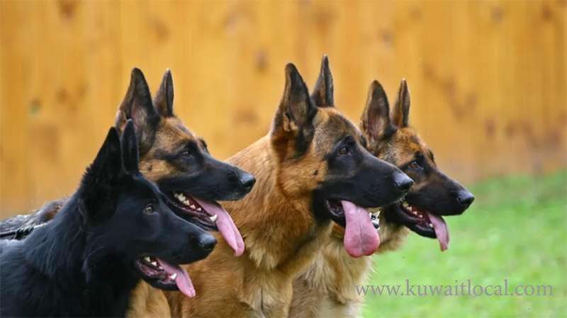 interior-ministry-sell-29-sniffer-dogs-at-auction_kuwait