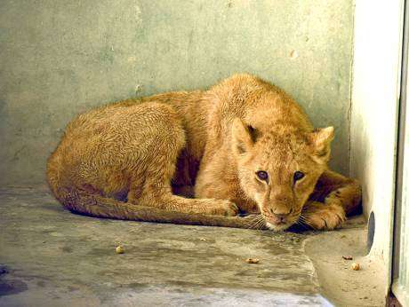 one-year-old-rescued-lioness-moved-to-dubai-zoo_kuwait