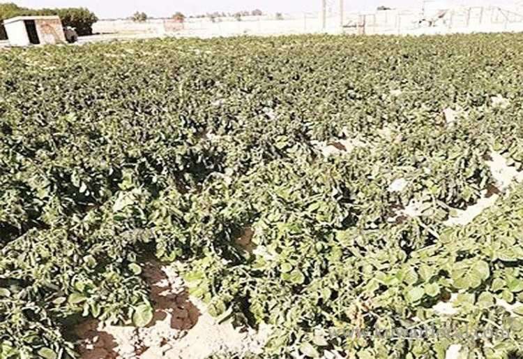 cold-wave-destroys-crops_kuwait