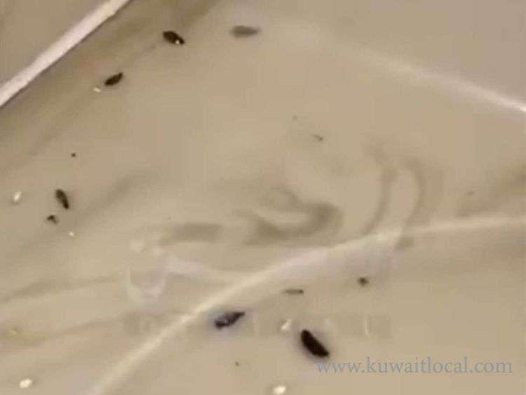 rodent-droppings-and-dead-insects-at-coronavirus-quarantine-hotel_kuwait