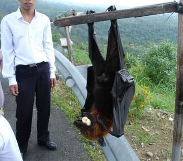 pics-of-huge-bats-from-philippines-are-going-viral--know-more-about-giant-goldencrowned-flying-fox_kuwait