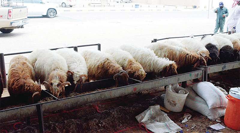 sheep-vendors-fearing-closure-start-promoting-their-animals--online-rates-quoted-higher_kuwait