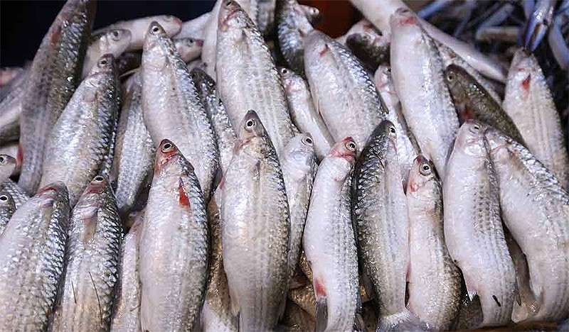 fishermen-deprive-the-local-market-of-mead-fish_kuwait