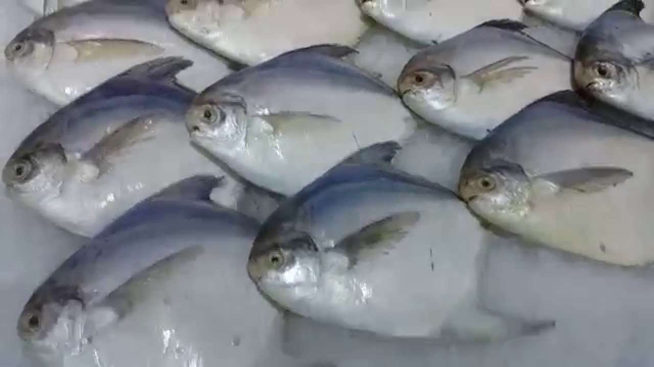 1-kg-of-zubaidi-fish-price-equal-to-the-price-of-a-barrel-of-oil_kuwait