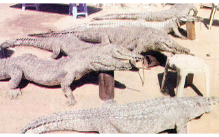 crocodiles-and-other-animals-left-to-die-in-kabad-farm_kuwait