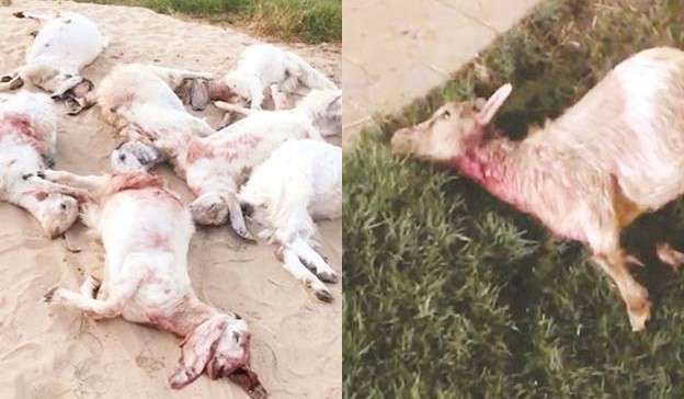 stray-dogs-kill-eleven-rare-goats-attack-7-expensive-white-goats_kuwait