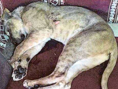 a-kuwaiti-killed-by-a-lioness,-when-he-was-attempting-to-train-inside-recreational-facility_kuwait