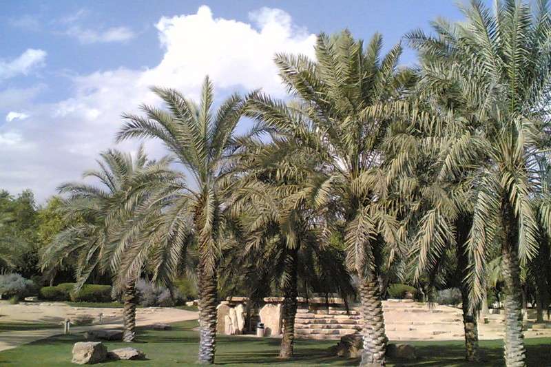 activist-expresses-concern-about-lack-of-interest-in-the-palm-trees_kuwait