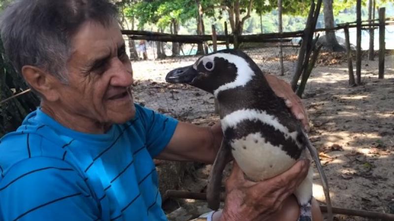 penguin-swims-8000-kms-every-year-for-reunion-with-the-man-who-saved-his-life_kuwait