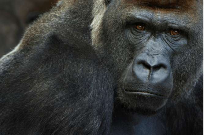 gorillas-at-san-diego-zoo-in-us-test-positive-for-covid19_kuwait