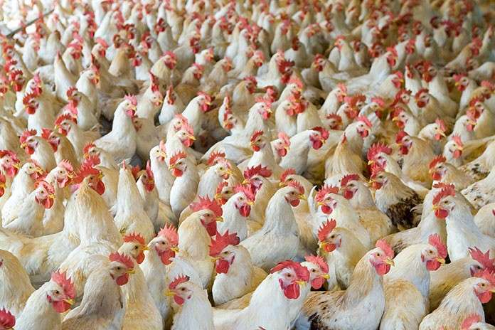 kuwait-bans-birds-meat-imports-from-holland_kuwait