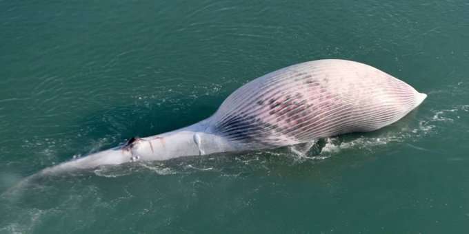 strict-eye-on-fishing-law-violators--ship-killed-bay-whale_kuwait