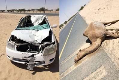 an-indian-injured-when-his-vehicle-hit-camel_kuwait