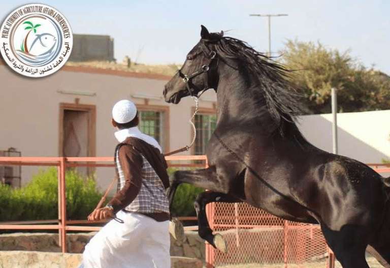 paafr-prevents-the-import-of-horses-from-some-countries_kuwait