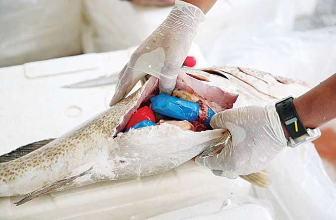 drugs-smuggled-in-imported-fish_kuwait