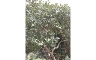 kuwait-to-plant-trees-that-bear-kuwait-harsh-local-climate_kuwait