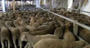 prices-of-sheep-up-as-eid-approaches_kuwait