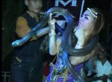 indonesian-singer-performing-with-king-cobra-dies-after-being-bitten-onstage_kuwait