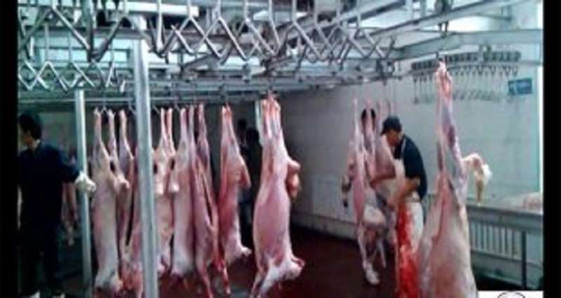 four-slaughterhouses-readied-for-sacrifice_kuwait