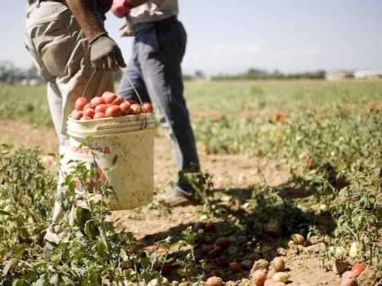 receiving-applications-for-the-recruitment-of-agricultural-workers-tomorrow_kuwait
