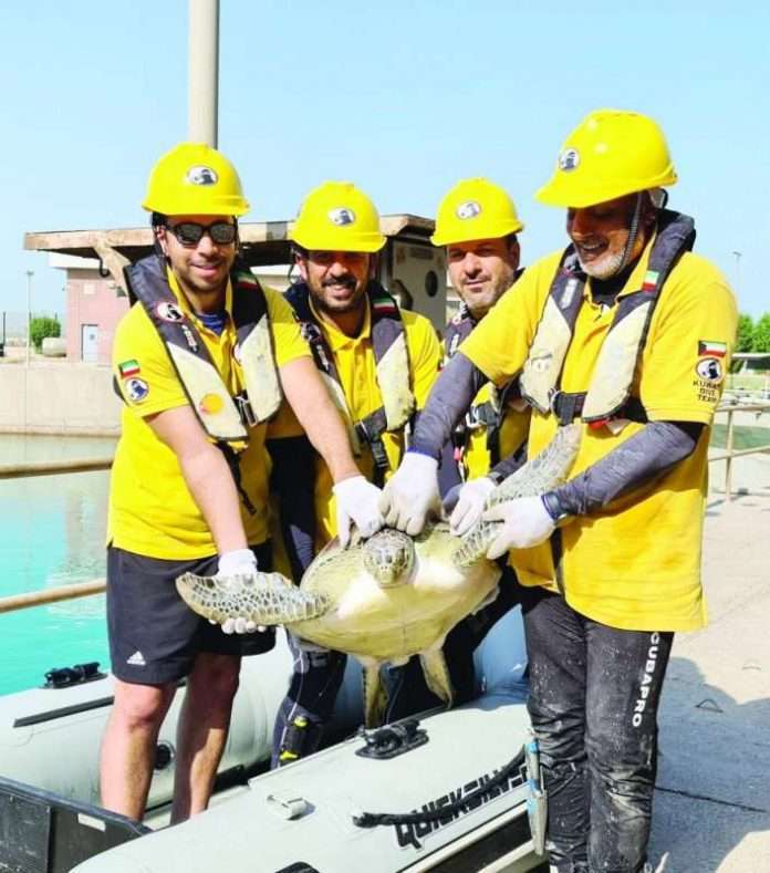 sea-turtle-rescued-_kuwait