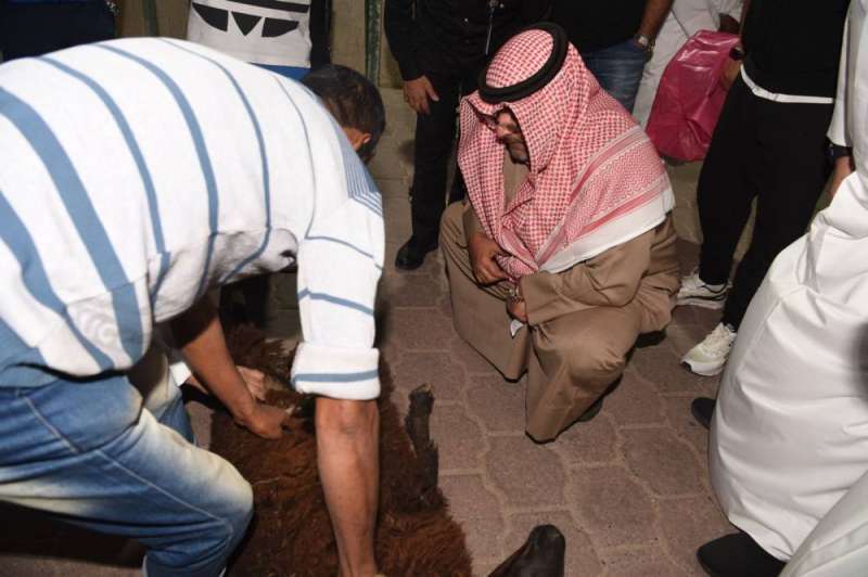belly-of-sheep-stuffed-with-drugs_kuwait