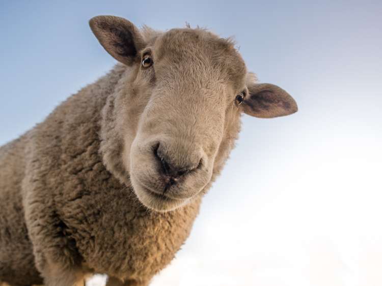 sheep-fatally-rams-indian-shepherd-in-kuwait_kuwait