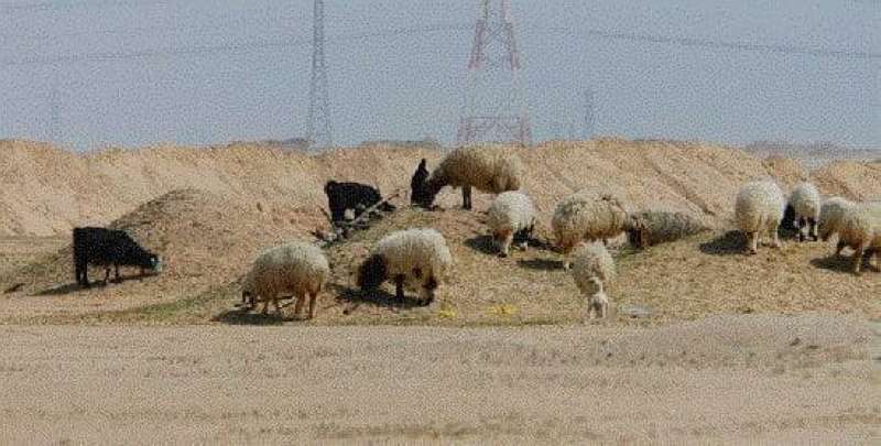 grazing-sites-are-determined-by-a-municipal-committee_kuwait