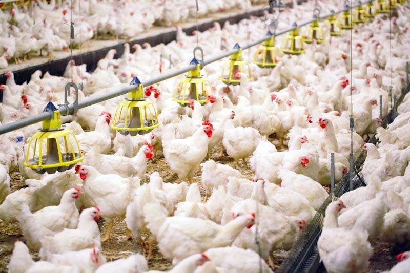 companies-that-produce-poultry-are-warning-of-closures-for-several-reasons_kuwait