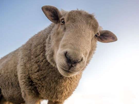 40-sheep-were-stolen-from-kuwait-during-iftar_kuwait