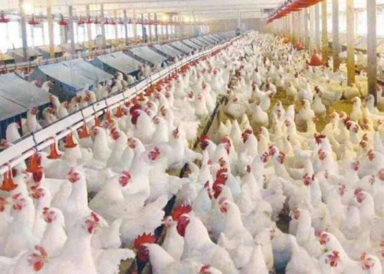 egypt-is-ready-to-import-poultry-from-kuwait_kuwait