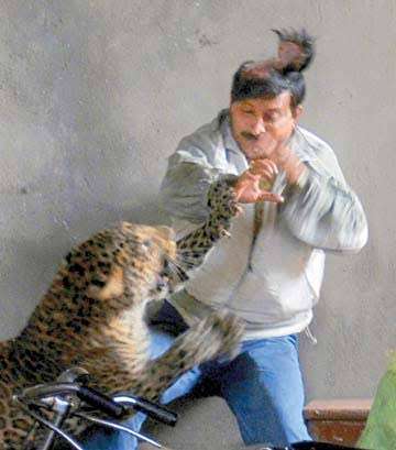 the-decision-of-a-labourer-to-change-his-life-for-a-leopard_kuwait