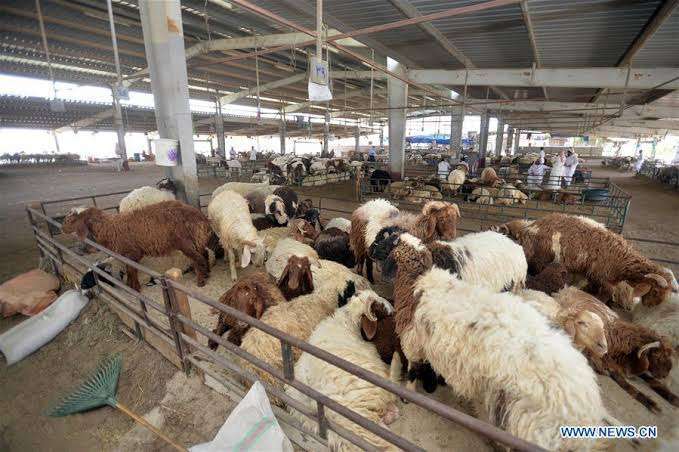a-livestock-farm-is-being-used-as-a-wedding-hall-and-a-park_kuwait