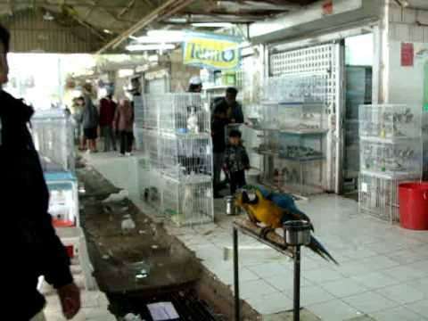 efforts-to-curtail-violations-in-the-bird-market-and-save-lives_kuwait