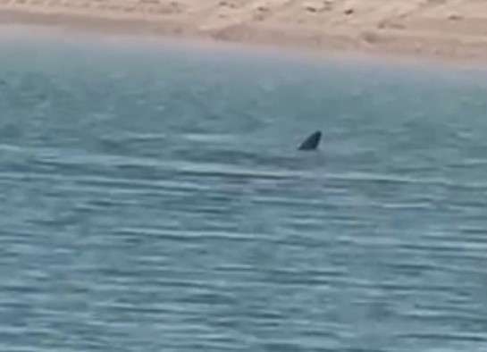 beach-goers-are-warned-about-large-sharks-present-in-the-sabah-alahmad-sea-area-by-moi_kuwait