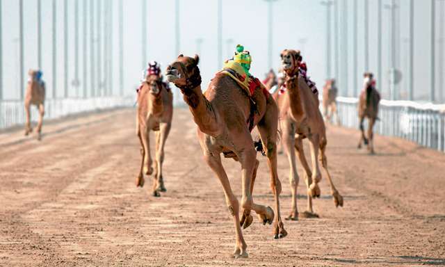 camel-racing-kuwait_kuwait