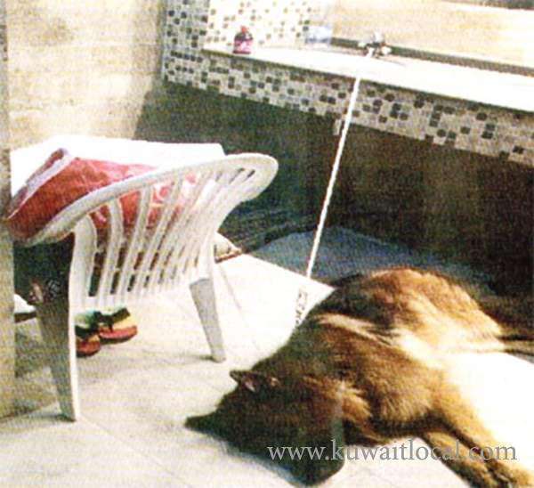kuwaiti-and-his-dog-found-sleeping-in-the-toilet_kuwait
