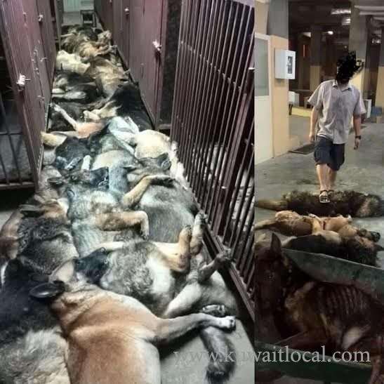 24-dogs-killed-by-workers_kuwait