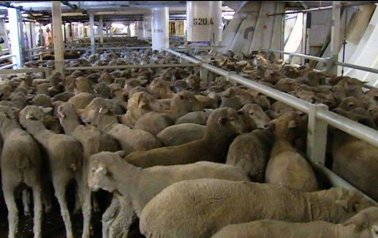 live-sheep-export-dispute-threatens-kuwaitaustralia-relations_kuwait