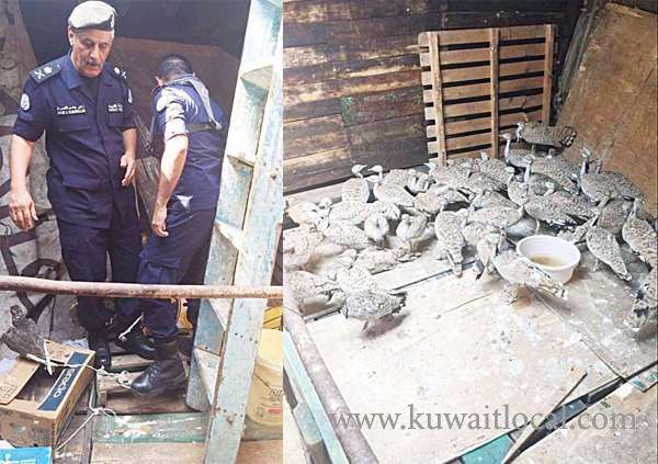 ship-seized-for-carrying-falcons-and-bustards_kuwait