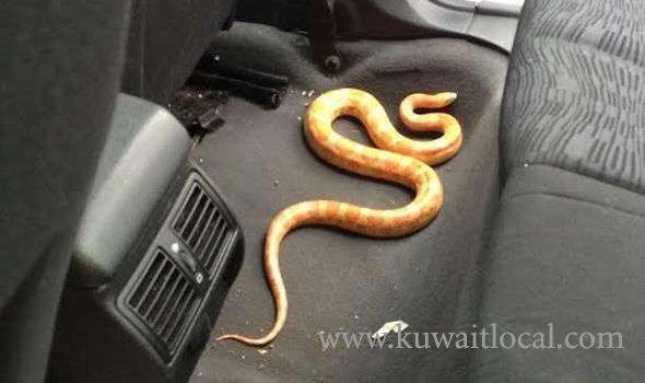 -kuwaiti-woman-forgot-snake-inside-taxi_kuwait