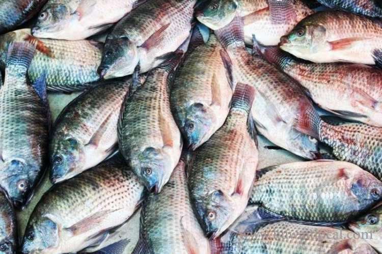 140-kilos-of-fish-unfit-for-human-consumption-_kuwait