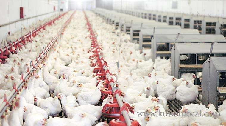 customs-department-instructed-to-stop-importing-of-all-live-poultry-from-5-countries-_kuwait