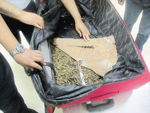 an-indian-expatriate-was-arrested-at-kuwait-airport-for-attempting-to-smuggle-two-kilograms-of-marijuana_kuwait